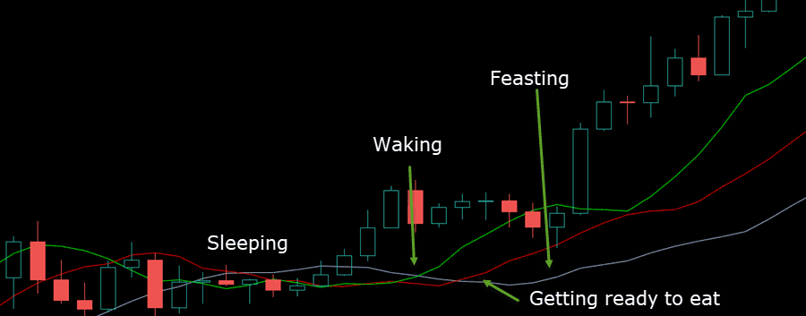 Stages Of The Alligator Indicator